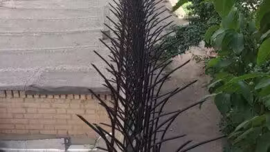 خرید حفاظ شاخ گوزنی همراه با نصب در چالوس