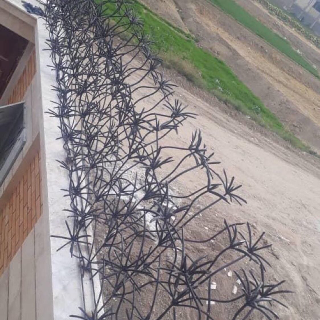 حفاظ نخل مرداب پالم