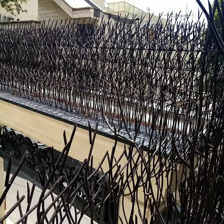 حفاظ شاخ گوزنی شلوغ