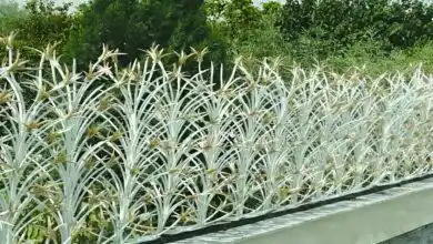 حفاظ لیلیوم