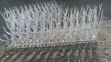 شاخ گوزنی متری چنده؟