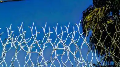 حفاظ شاخ گوزنی مدل مارال