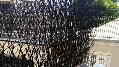 مشخصات حفاظ شاخ گوزنی دیوار