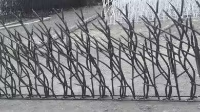 رنگ حفاظ شاخ گوزنی