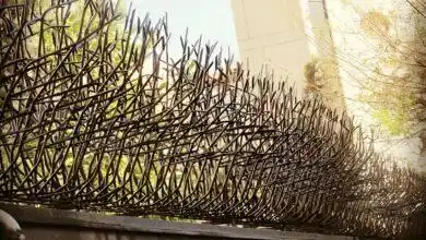 حفاظ شاخ گوزنی در شهر های مرطوب