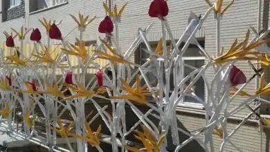 شاخ گوزنی خاردار