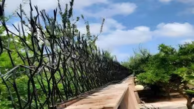 حفاظ نامنظم دیوار حیاط