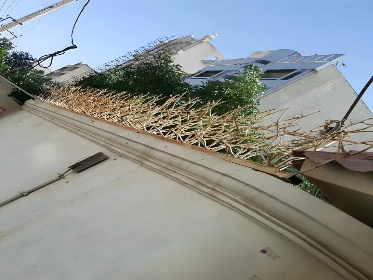 سفارش شاخ گوزنی از حفاظ ایران