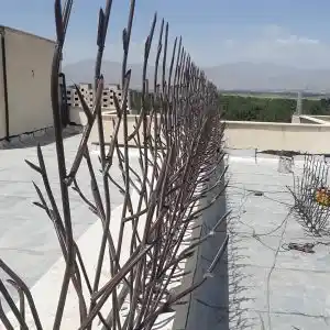 حفاظ شاخ گوزنی پایه بلند