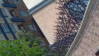 خرید و سفارش حفاظ شاخ گوزنی ارزان