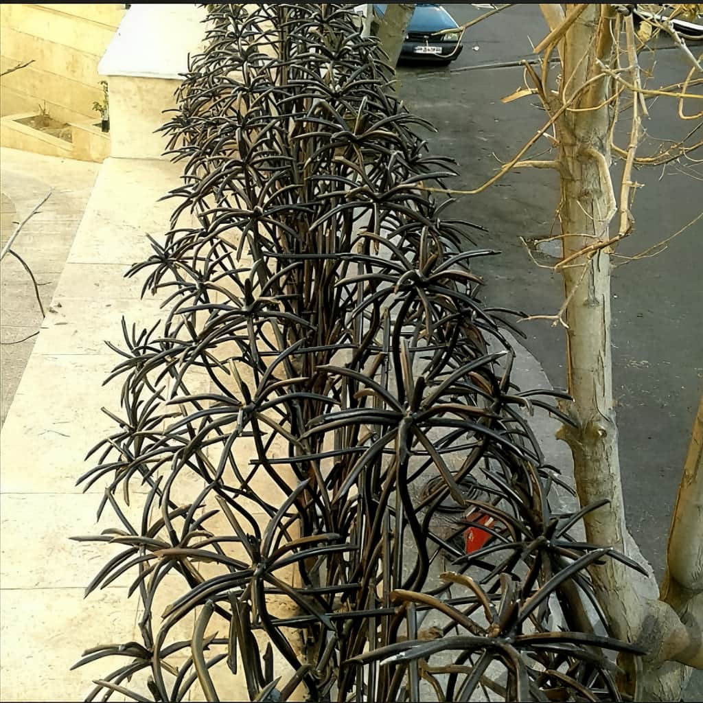 تولیدکننده حفاظ نخل مرداب