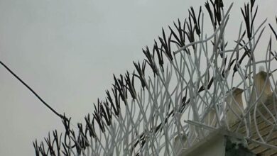 حفاظ شاخ گوزنی در بومهن
