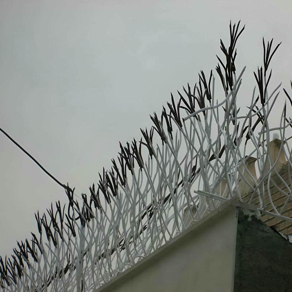 حفاظ شاخ گوزنی در بومهن