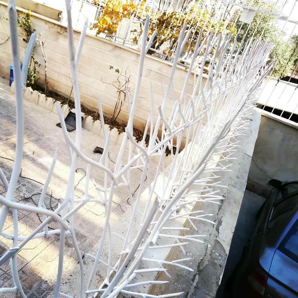 قیمت حفاظ شاخ گوزنی نوک تیز در نظرآباد