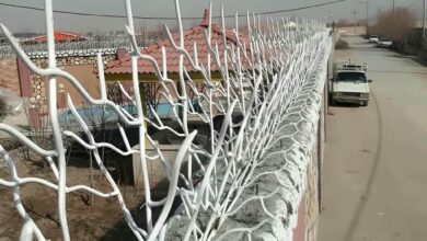 حفاظ شاخ گوزنی در چالوس
