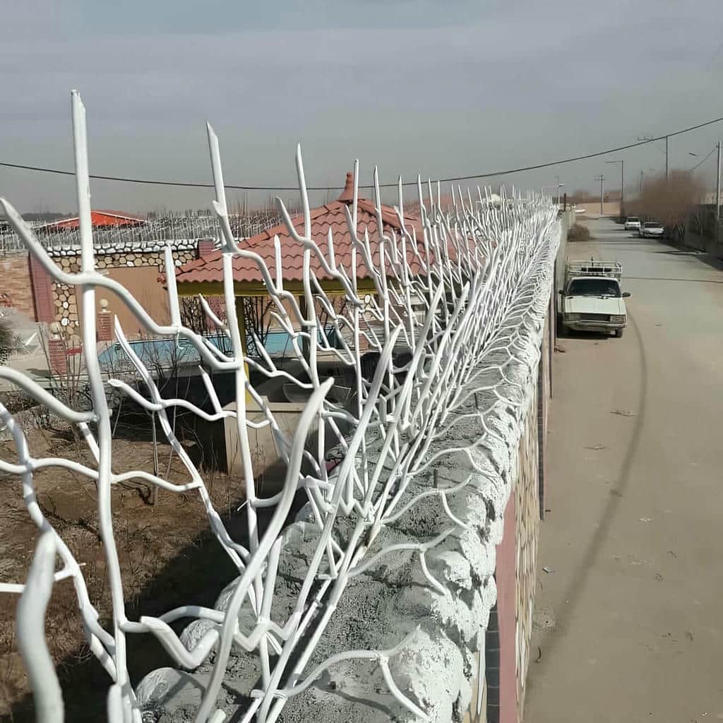 حفاظ شاخ گوزنی در چالوس
