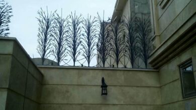 حفاظ شاخ گوزنی در رشت