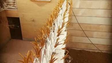 حفاظ شاخ گوزنی در عظیمیه کرج