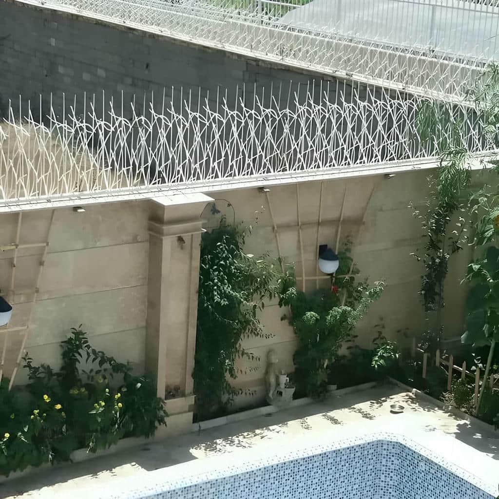 حفاظ شاخ گوزنی در استان خوزستان