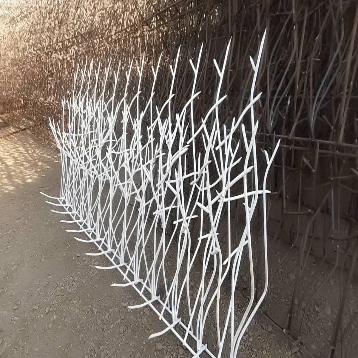 حفاظ شاخ گوزنی