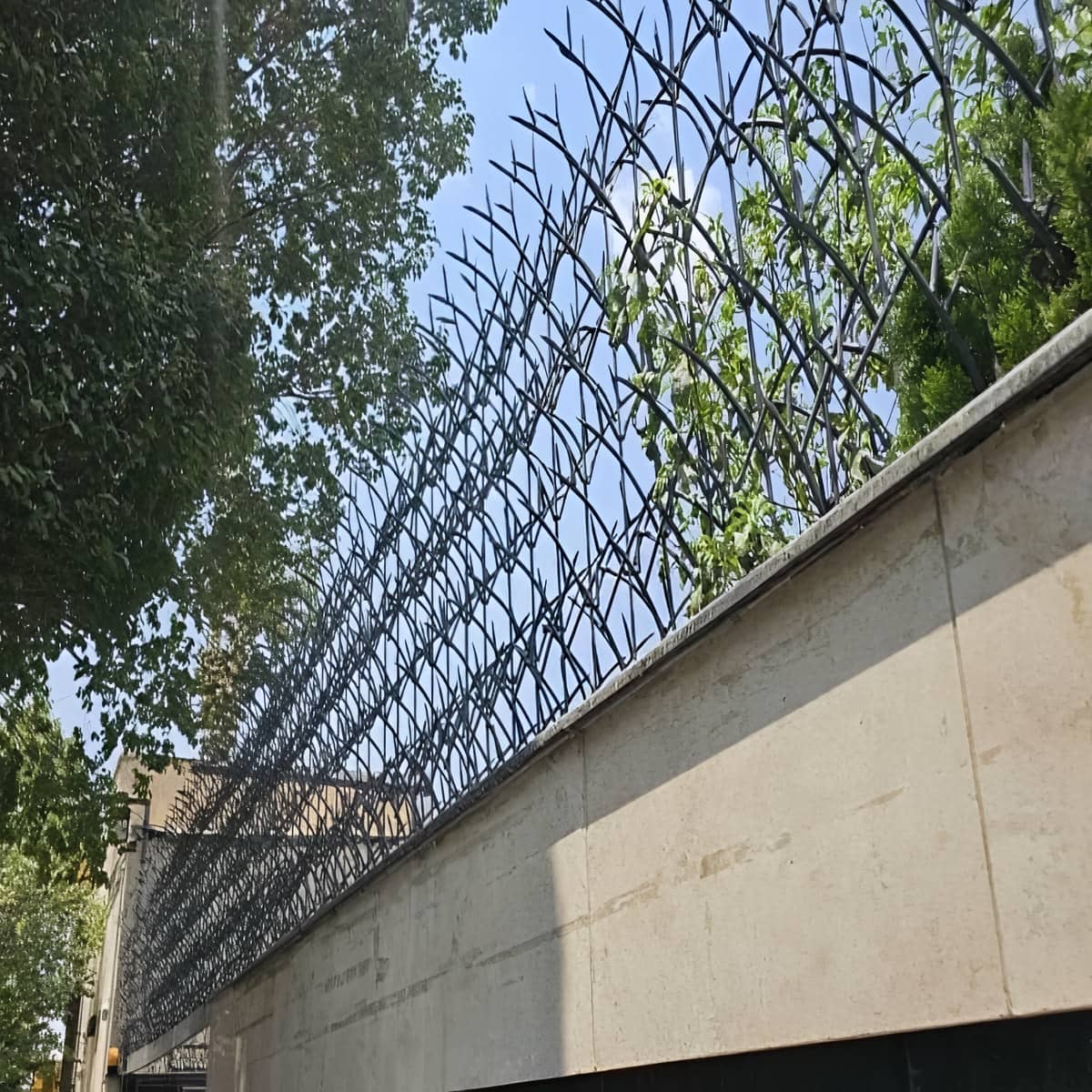 اهمیت انتخاب حفاظ شاخ گوزنی در مناطق مختلف کرج